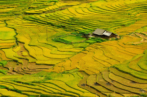 Terraced rice fields Sapa