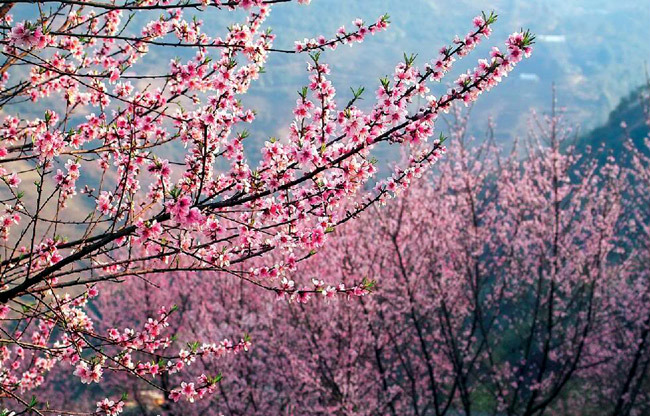 dao flower in sapa